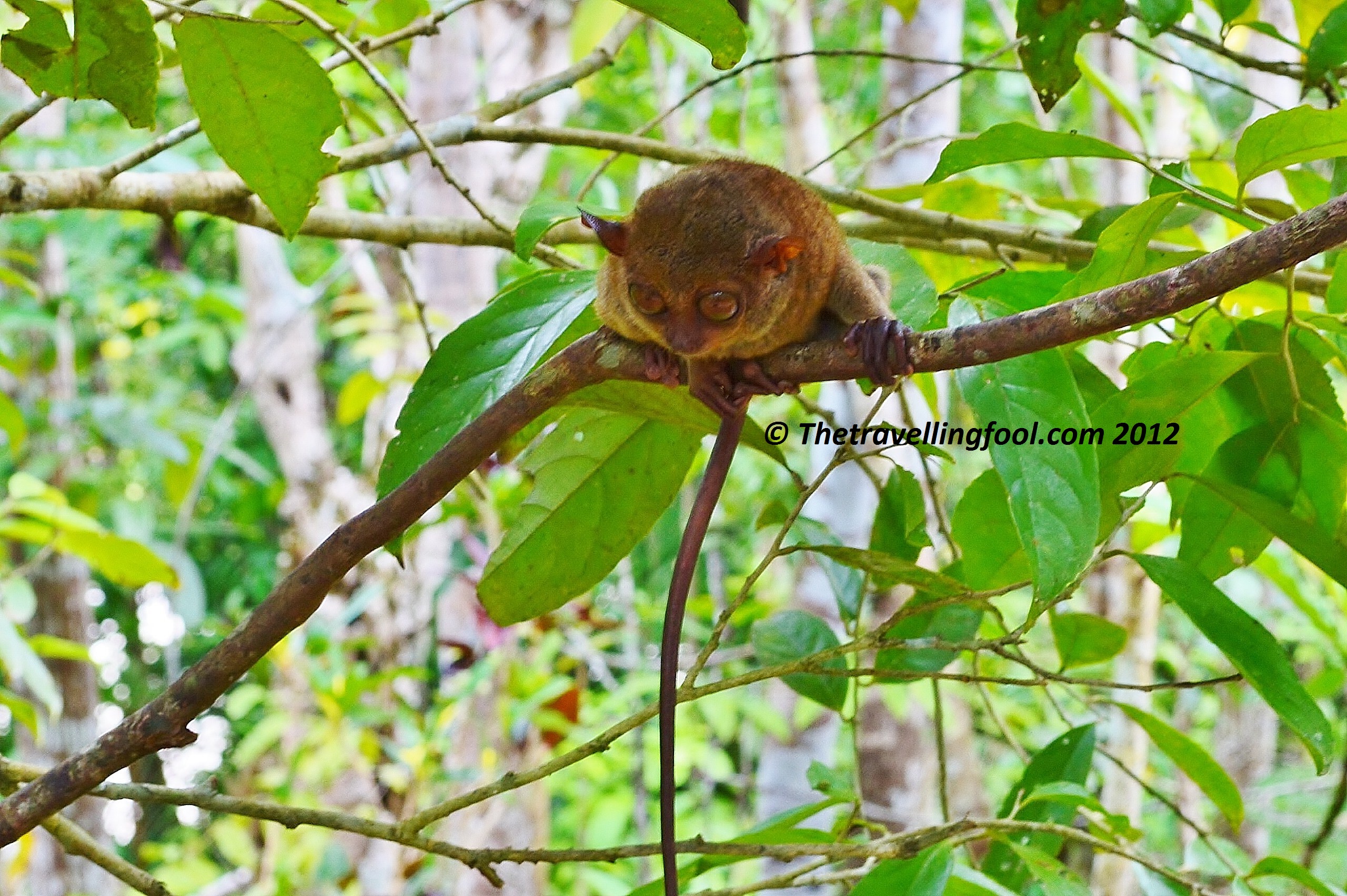 The Heartbreaking Story Of The Philippine Tarsier Of Bohol: And Why They Commit Suicide